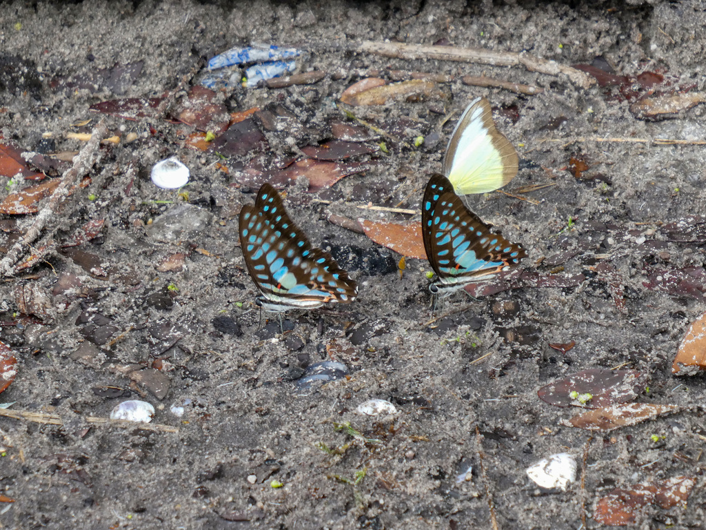 锯粉蝶(Appias lyncida)
