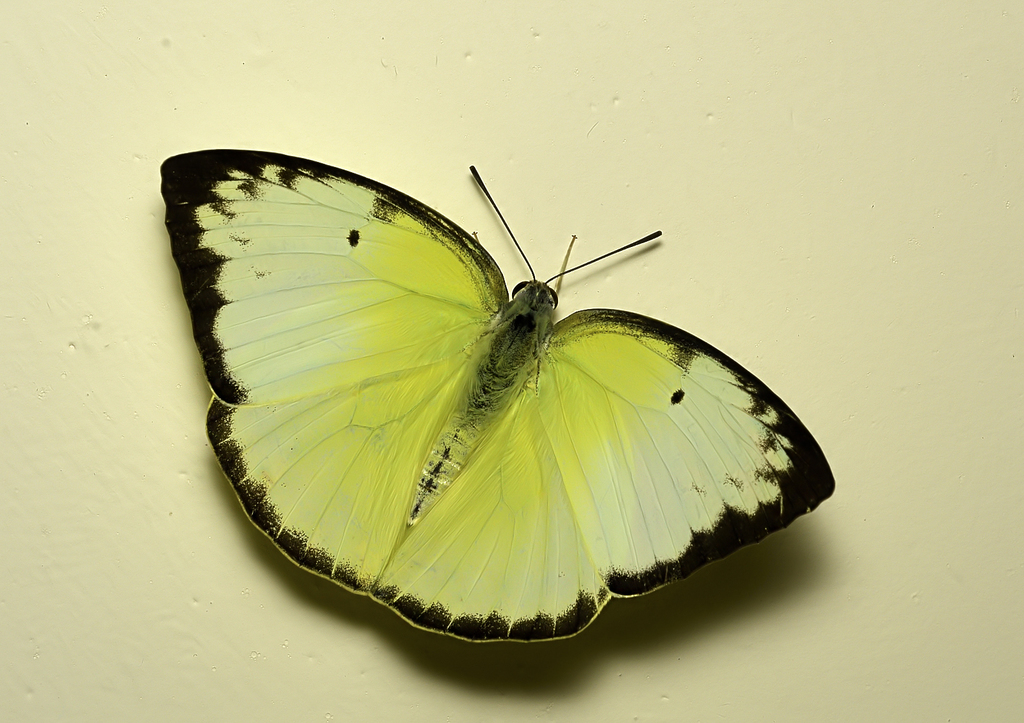 迁粉蝶(Catopsilia pomona)