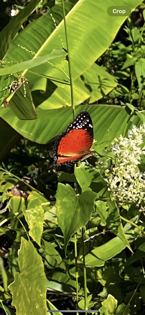 红锯蛱蝶(Cethosia biblis)
