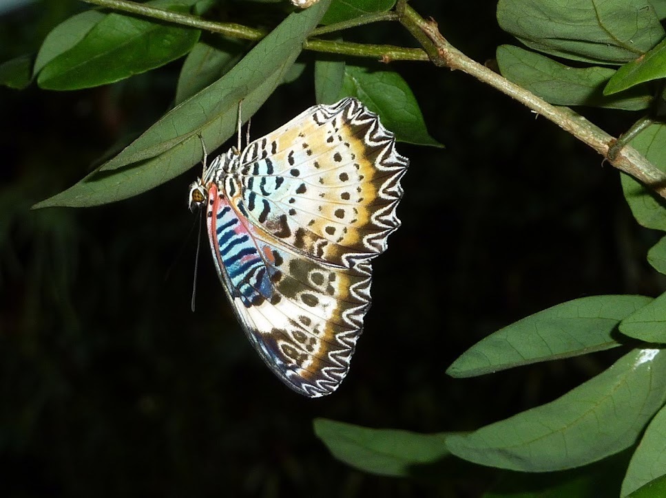 豹纹蛱蝶(Cethosia cyane)