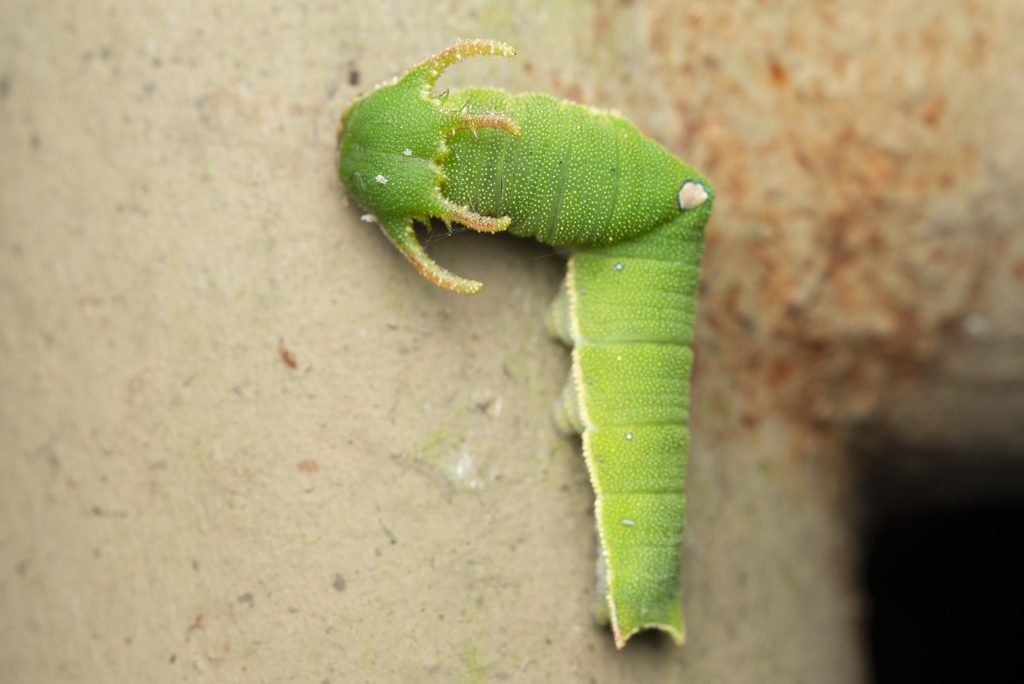 红蛱蝶(Charaxes bernardus)