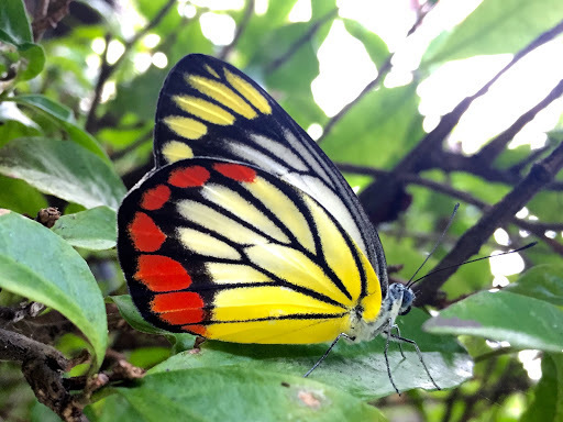 红基粉蝶