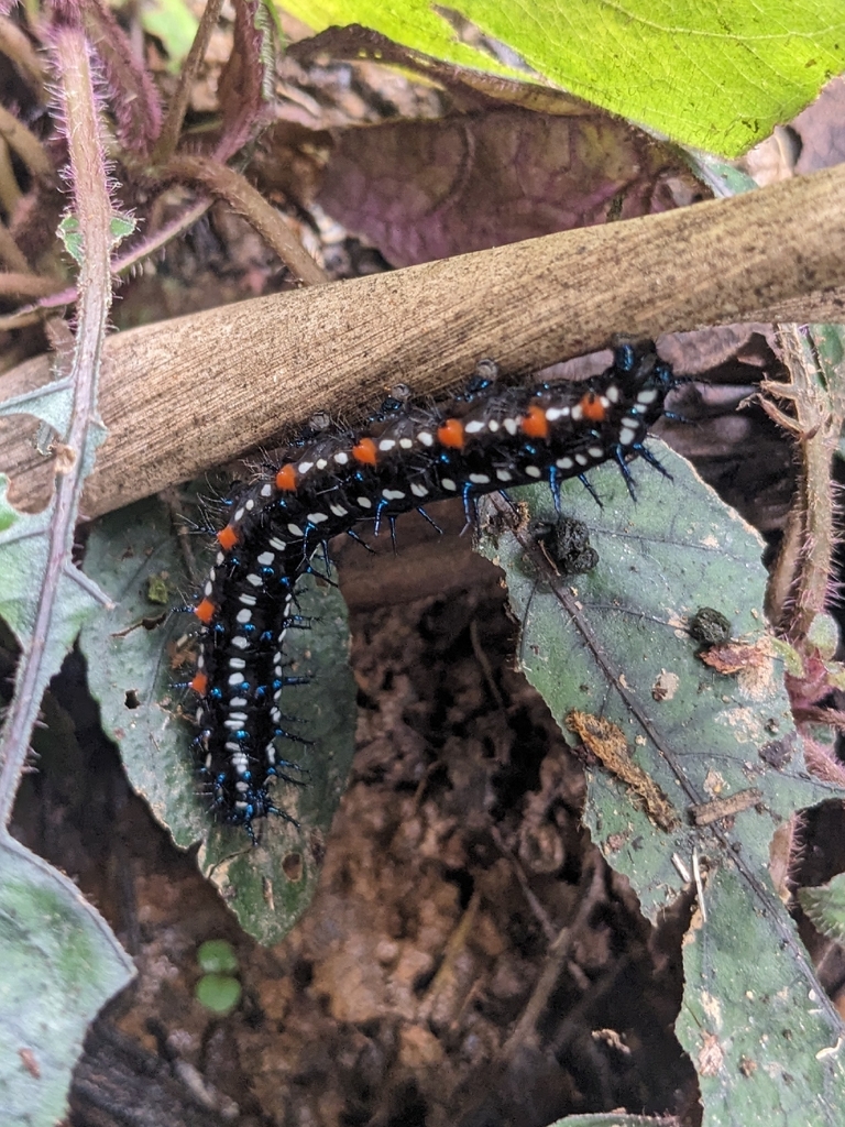 枯叶蛱蝶(Doleschallia bisaltide)