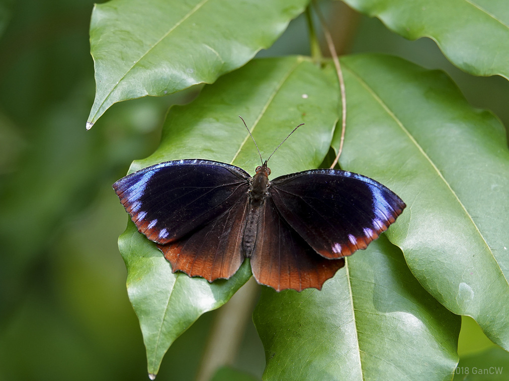 蓝带黛眼蝶(Elymnias hypermnestra)