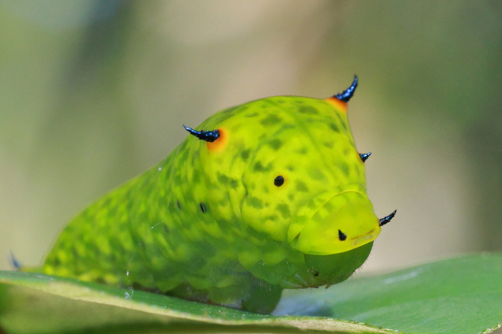 统帅青凤蝶(Graphium agamemnon)