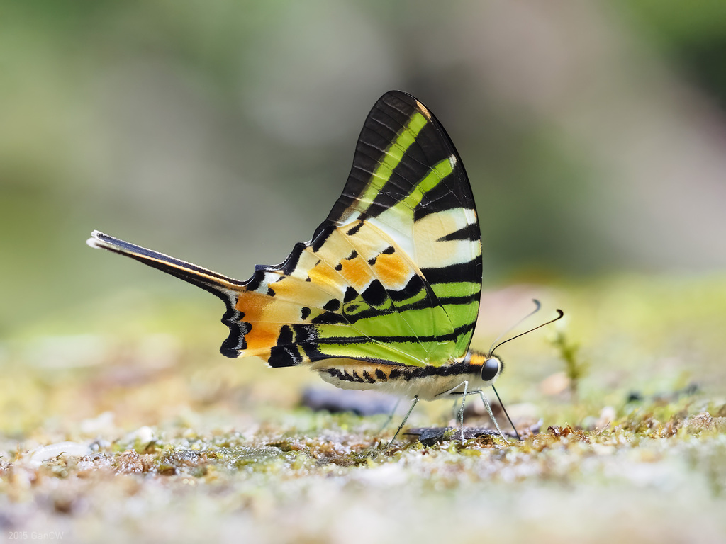 宽尾凤蝶(Graphium antiphates)