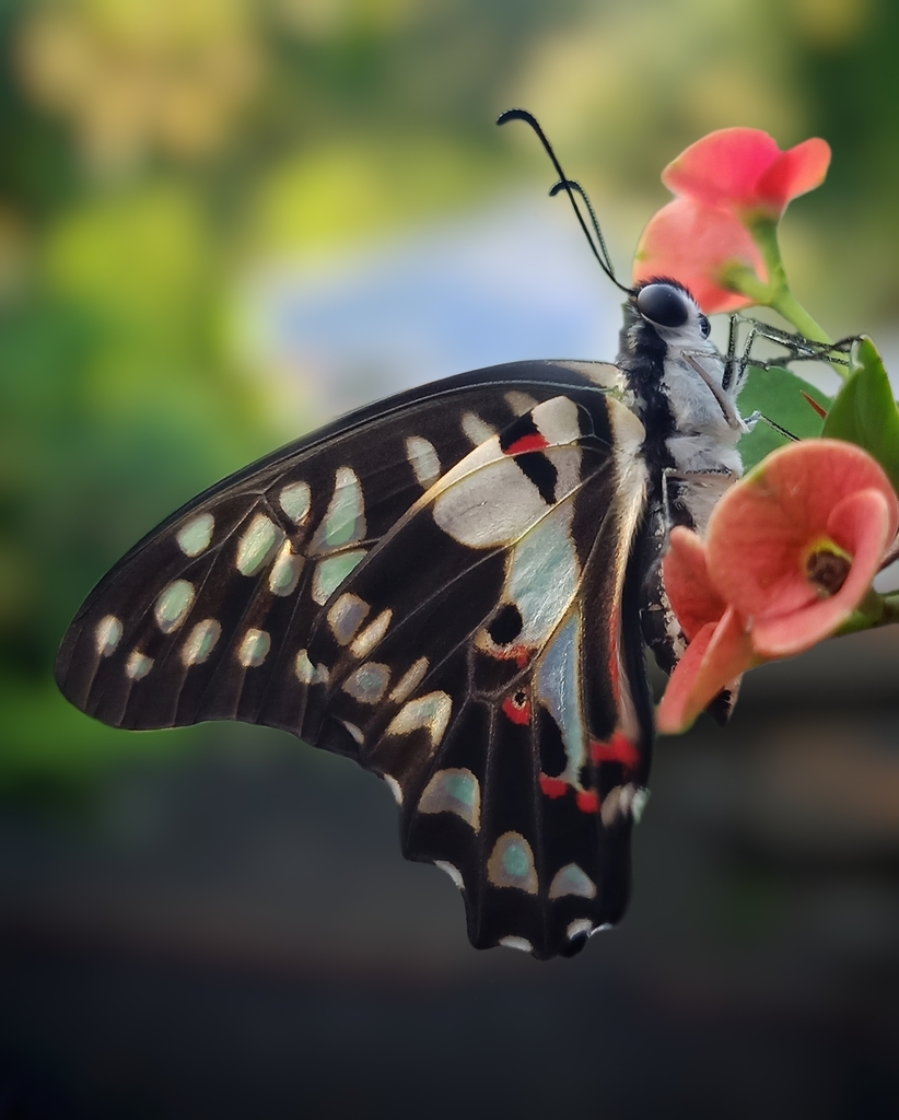 木兰青凤蝶(Graphium doson)