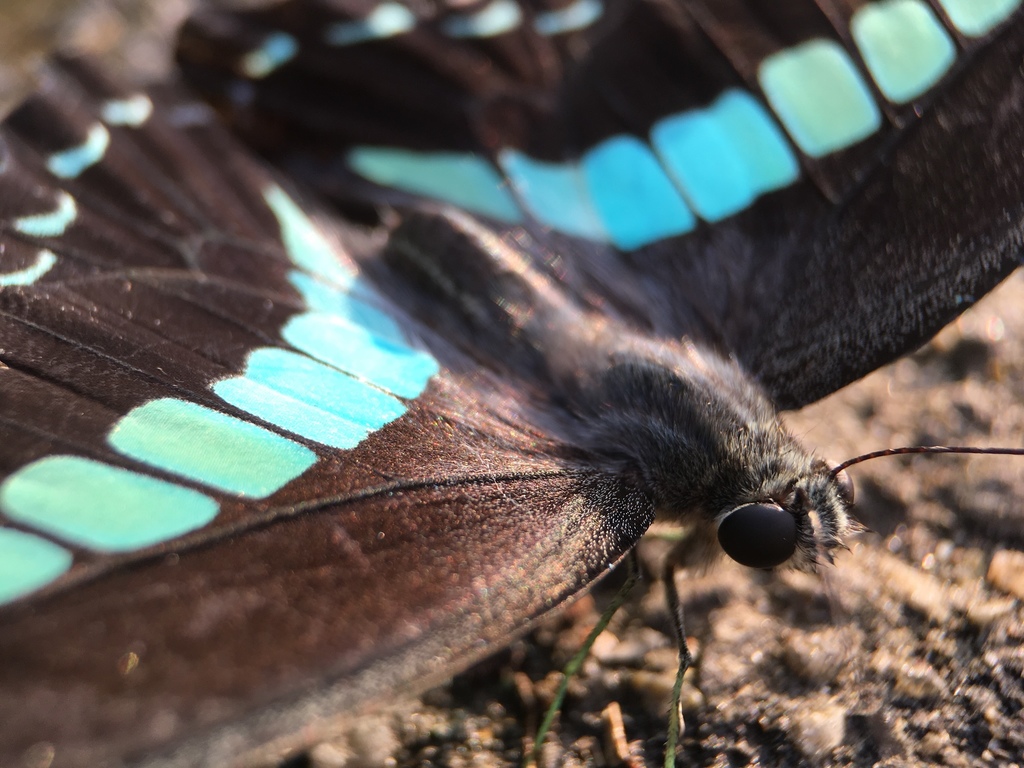 青凤蝶(Graphium sarpedon)