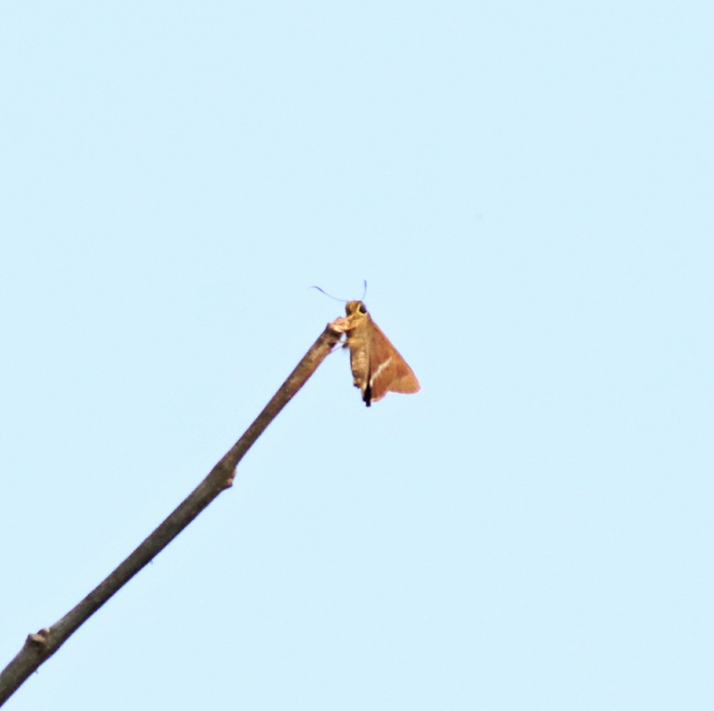 绒弄蝶(Hasora chromus)