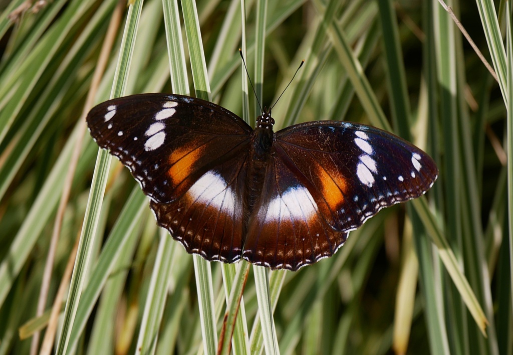 幻蛱蝶(Hypolimnas bolina)