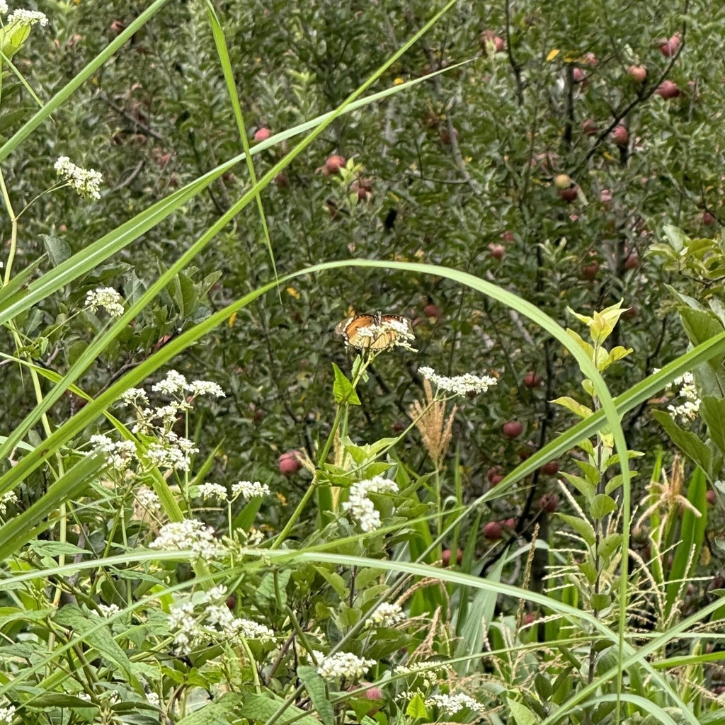 金斑蛱蝶(Hypolimnas misippus)