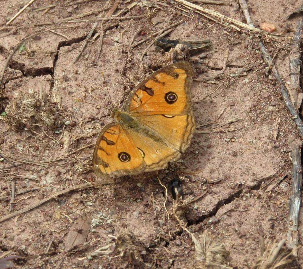 美眼蛱蝶(Junonia almana)