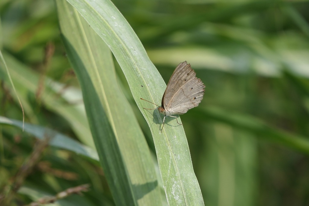 波纹眼蛱蝶(Junonia atlites)