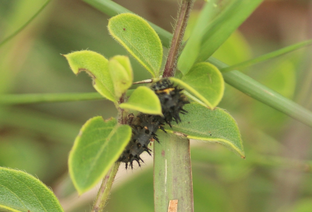 蓝眼蛱蝶(Junonia orithya)