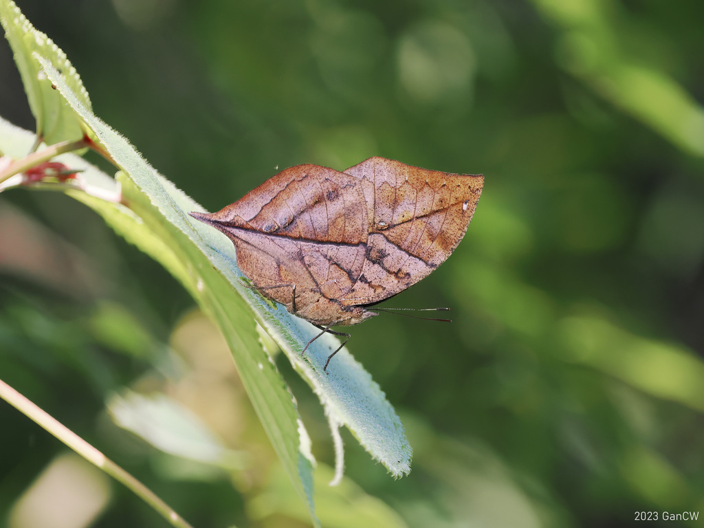 枯叶蛱蝶(Kallima inachus)