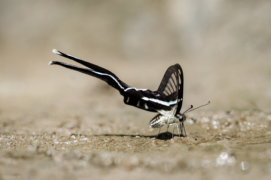 燕尾凤蝶(Lamproptera meges)