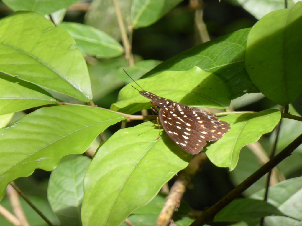 黑端豹蛱蝶(Lexias dirtea)