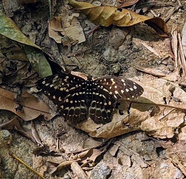 豹纹蛱蝶(Lexias pardalis)