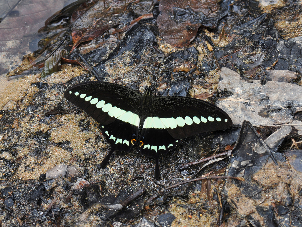小斑凤蝶(Papilio demolion)