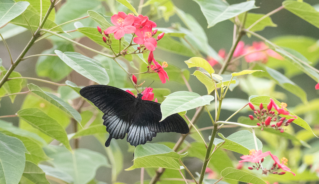 罗氏凤蝶(Papilio lowii)