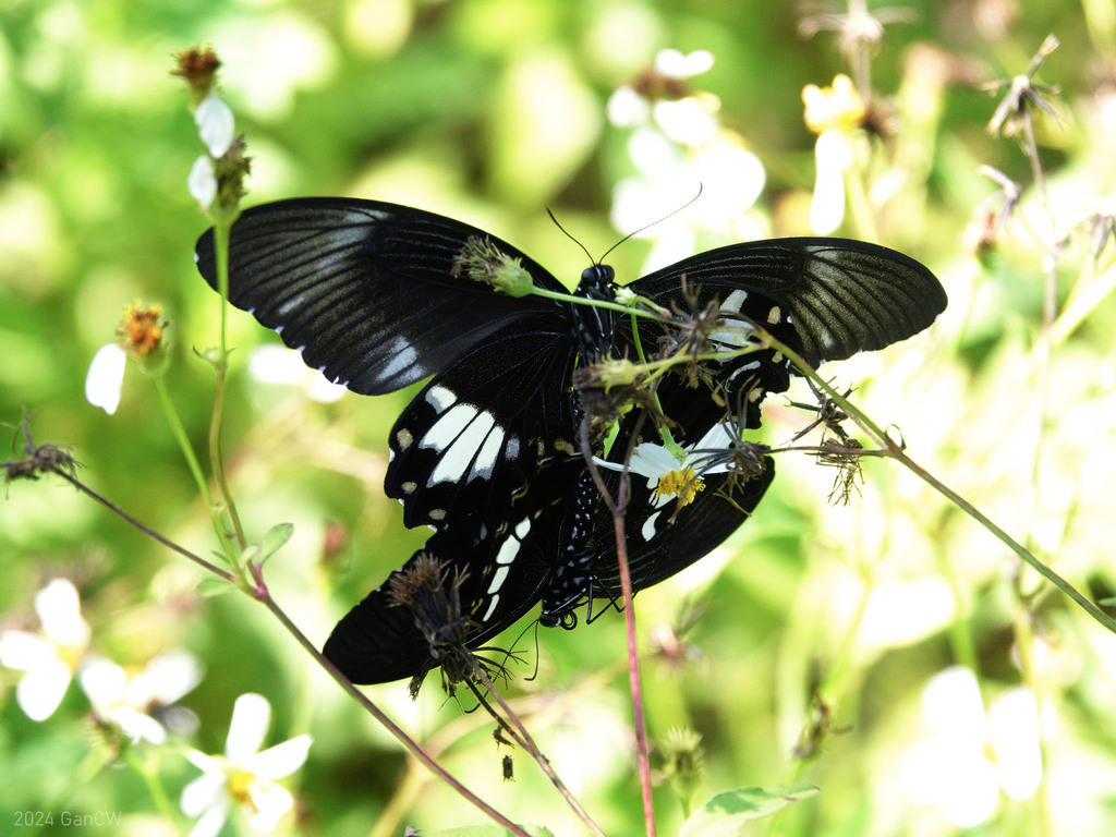 窄斑凤蝶(Papilio nephelus)