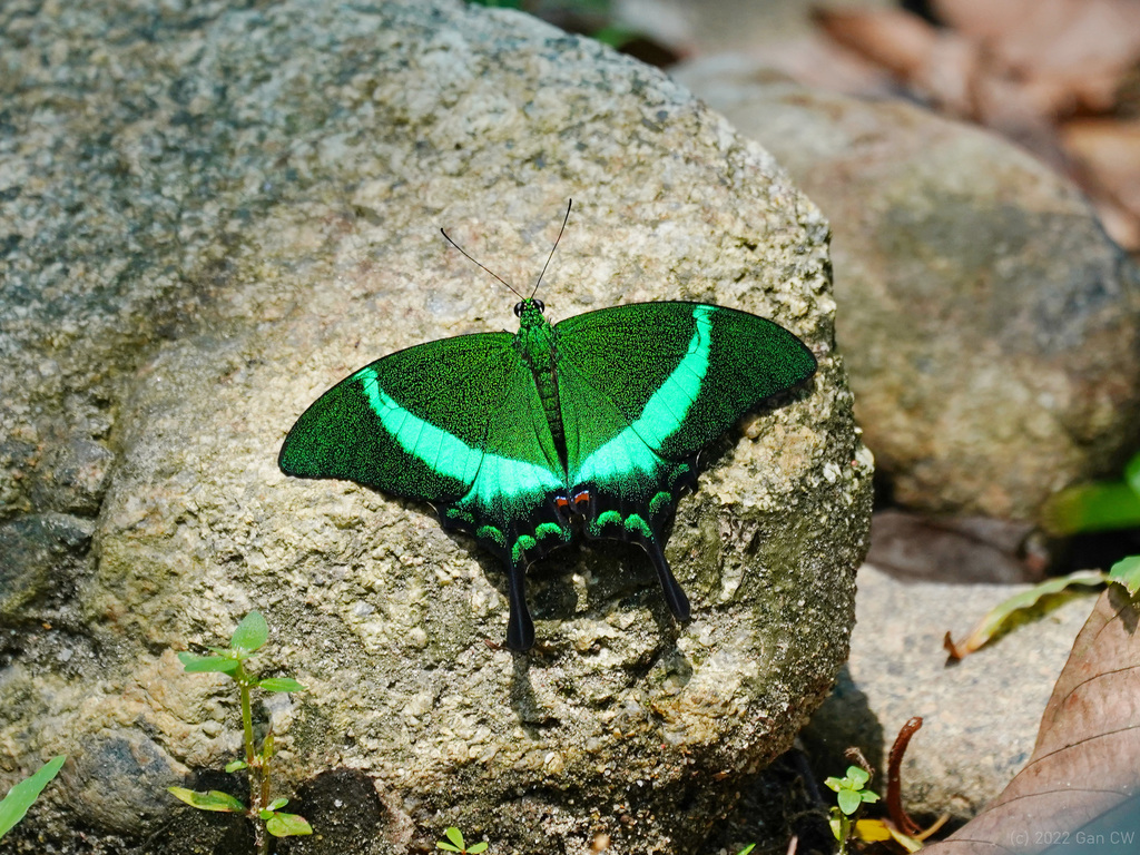 翠叶凤蝶(Papilio palinurus)