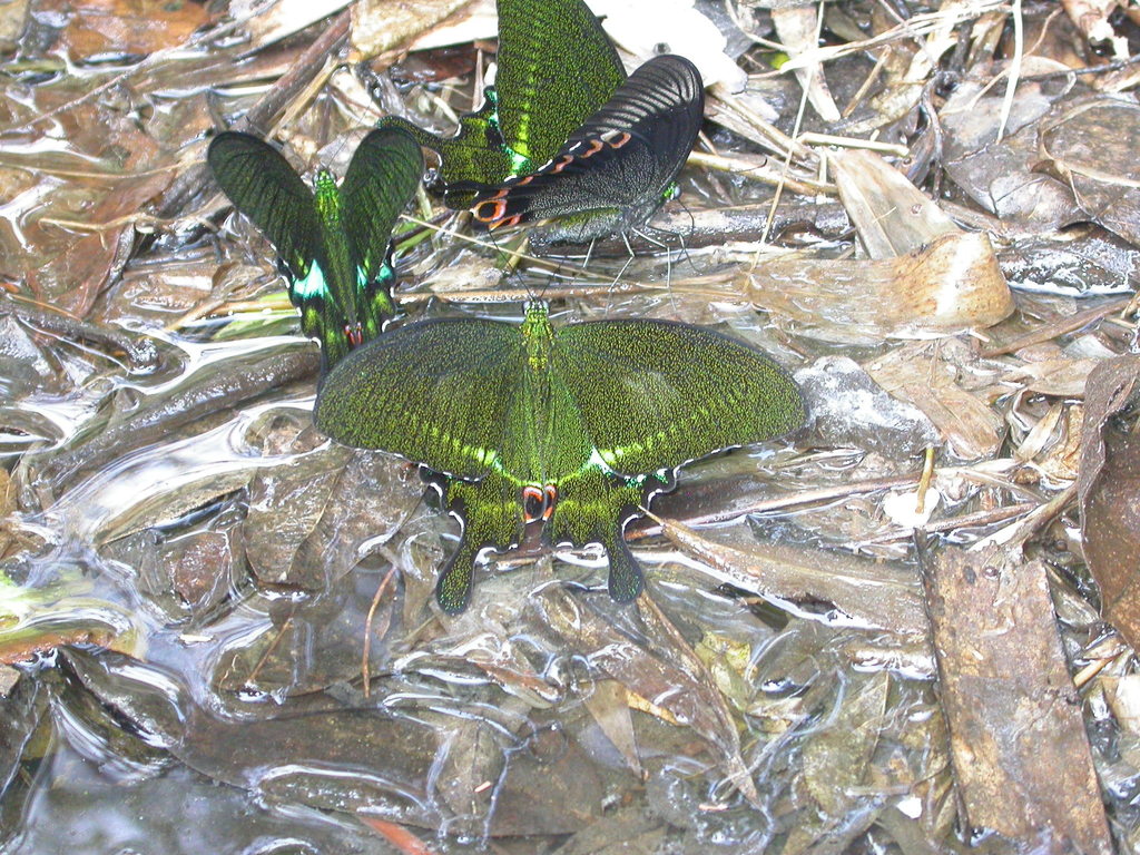 巴黎翠凤蝶(Papilio paris)
