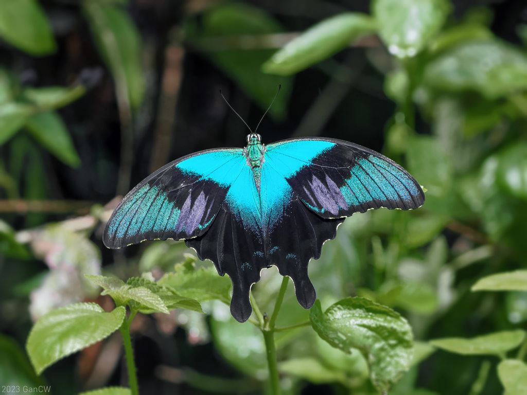 蓝绿凤蝶(Papilio peranthus)