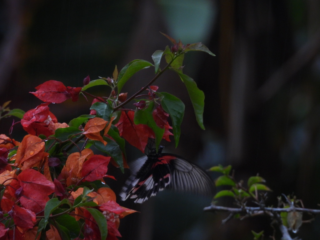 红珠凤蝶(Papilio rumanzovia)