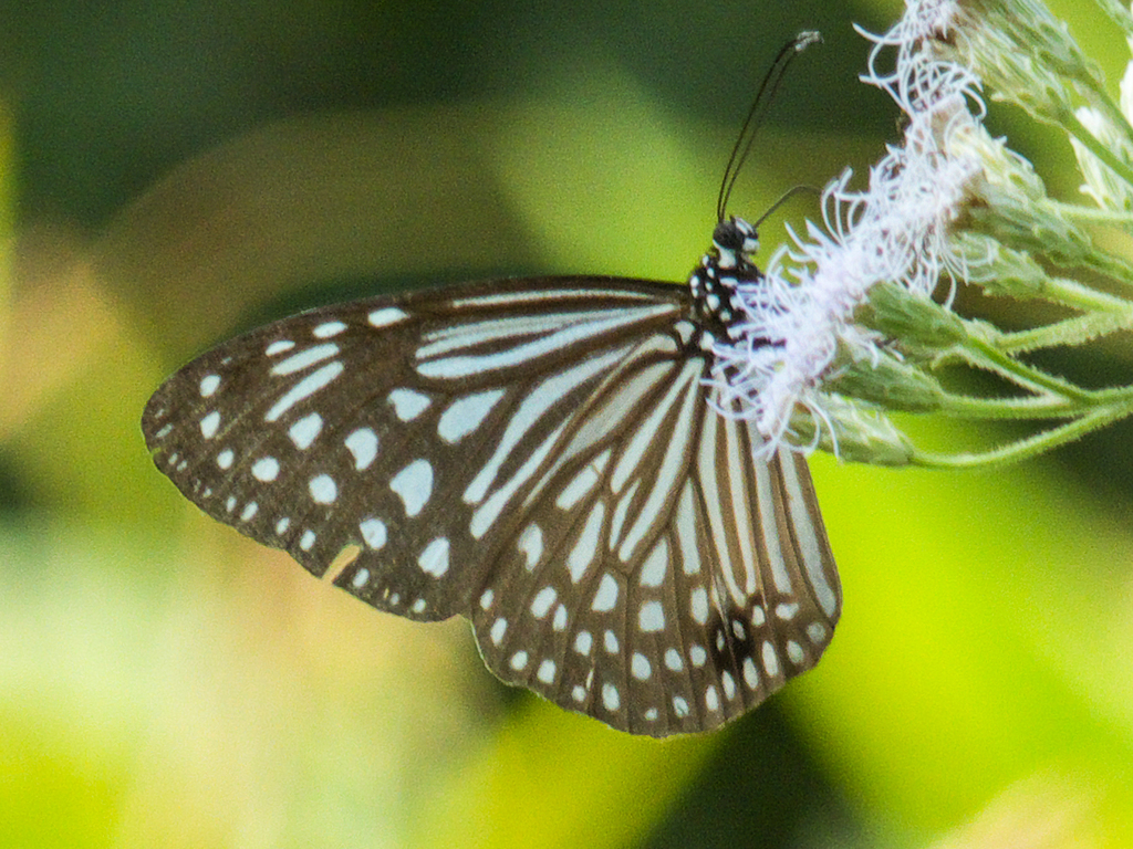 绢斑蝶(Parantica agleoides)