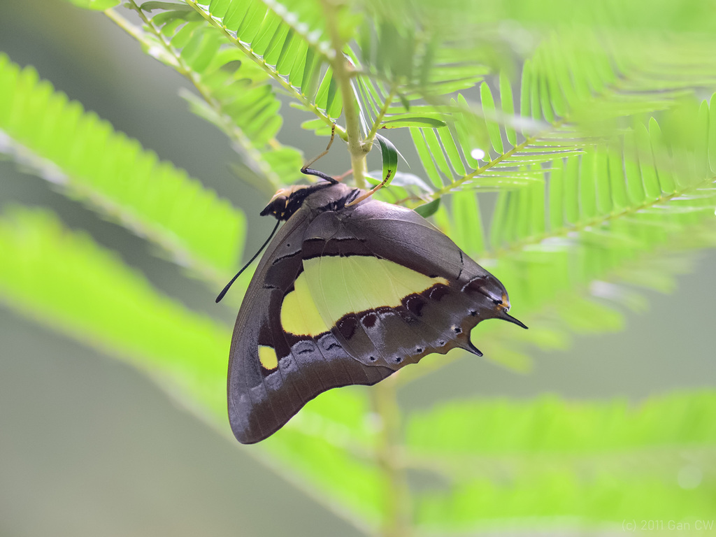 大二尾蛱蝶(Polyura athamas)