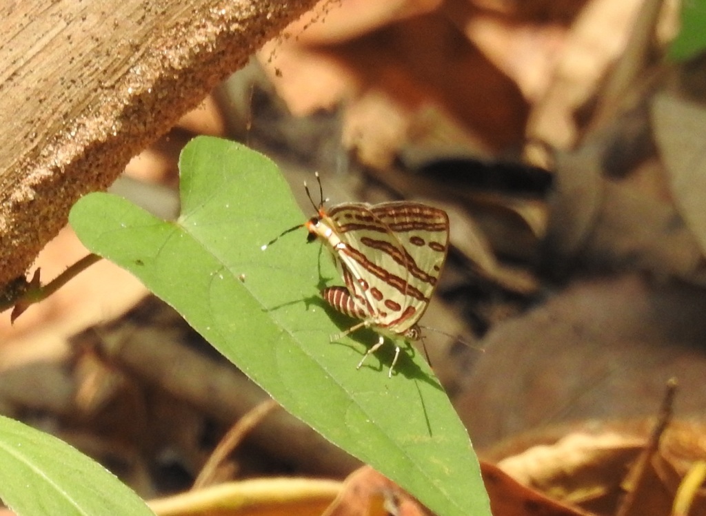红燕灰蝶(Spindasis lohita)