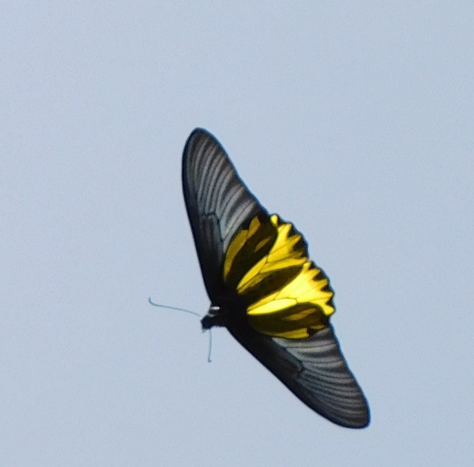 金裳凤蝶(Troides aeacus)