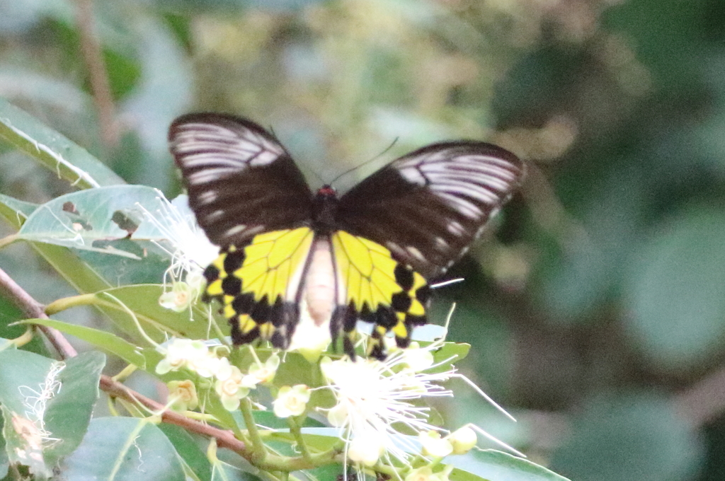 黄裳凤蝶(Troides amphrysus)