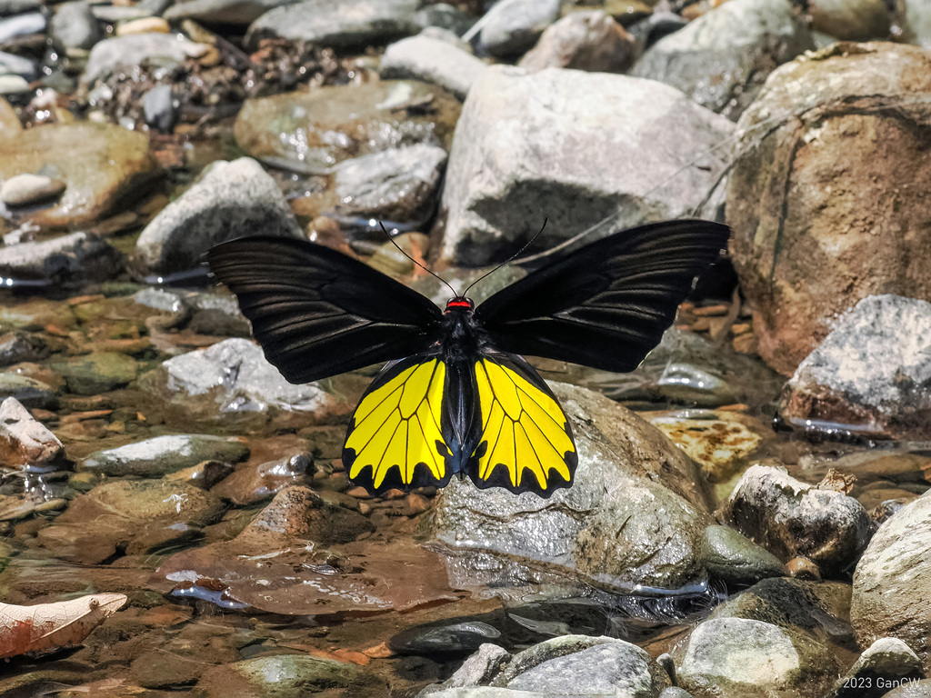红颈鸟翼凤蝶(Troides helena)