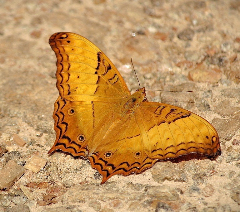 翠蛱蝶(Vindula erota)